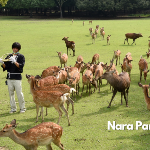 1-Day Nara Park Tour