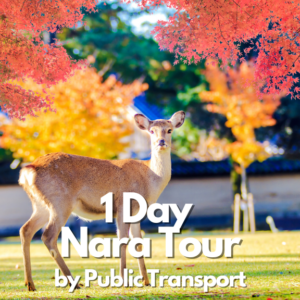 1-Day Nara Park Tour